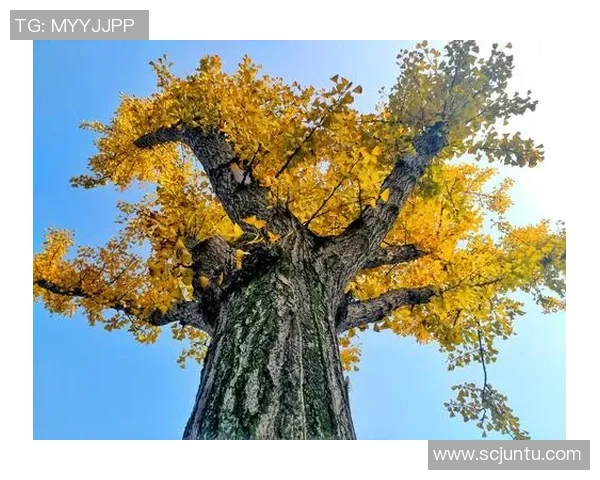 李敏的攀岩人生探索与深度对话揭示挑战与梦想的真实旅程